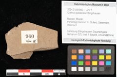 Foto (Objekt + Etikett) von Quercus palaeoilex Ettingshausen (NHMW-GEO-2024-0188-0960)